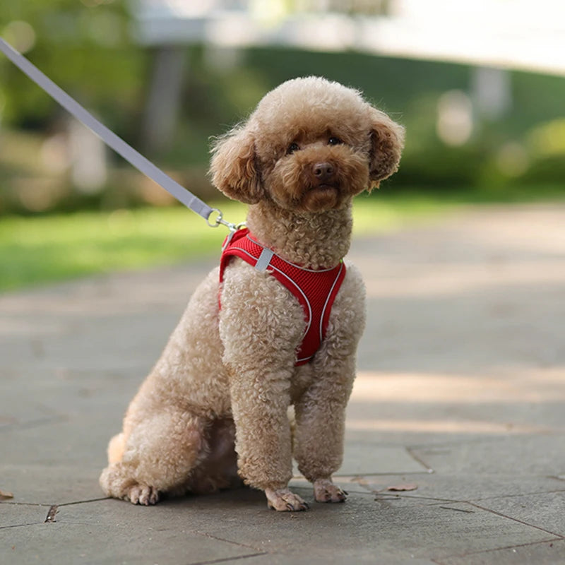 PawHarness™ – A comfortable harness that ensures safety and control on every walk