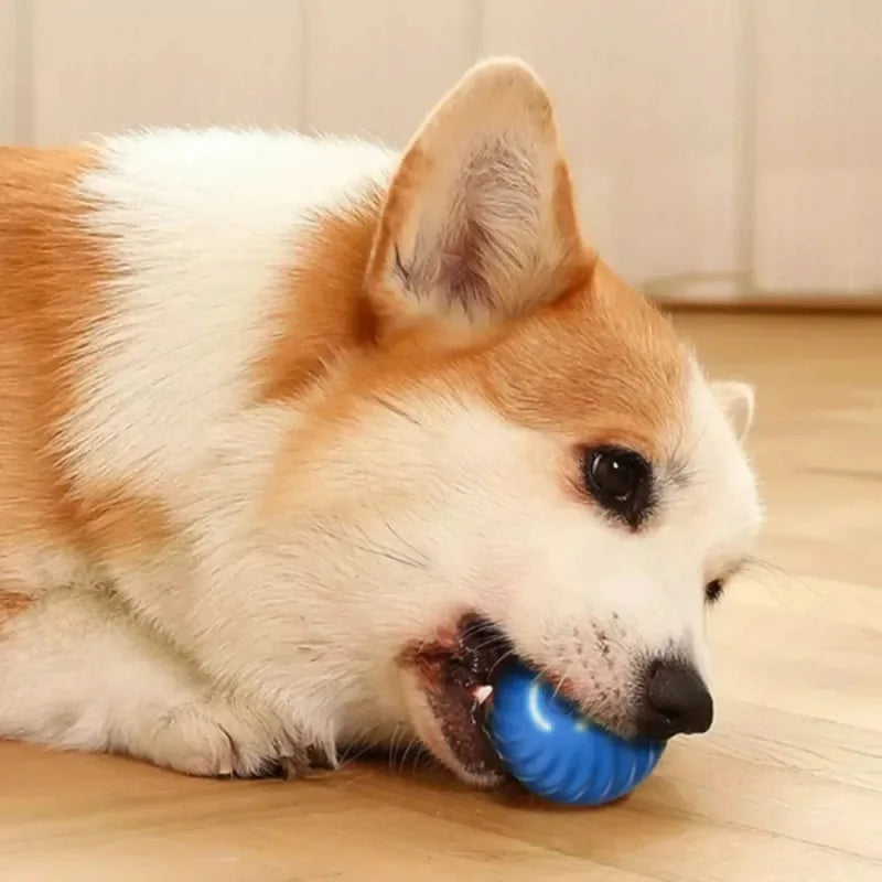 PawMotion™ – An interactive toy that rolls and stimulates your pet’s hunting instinct