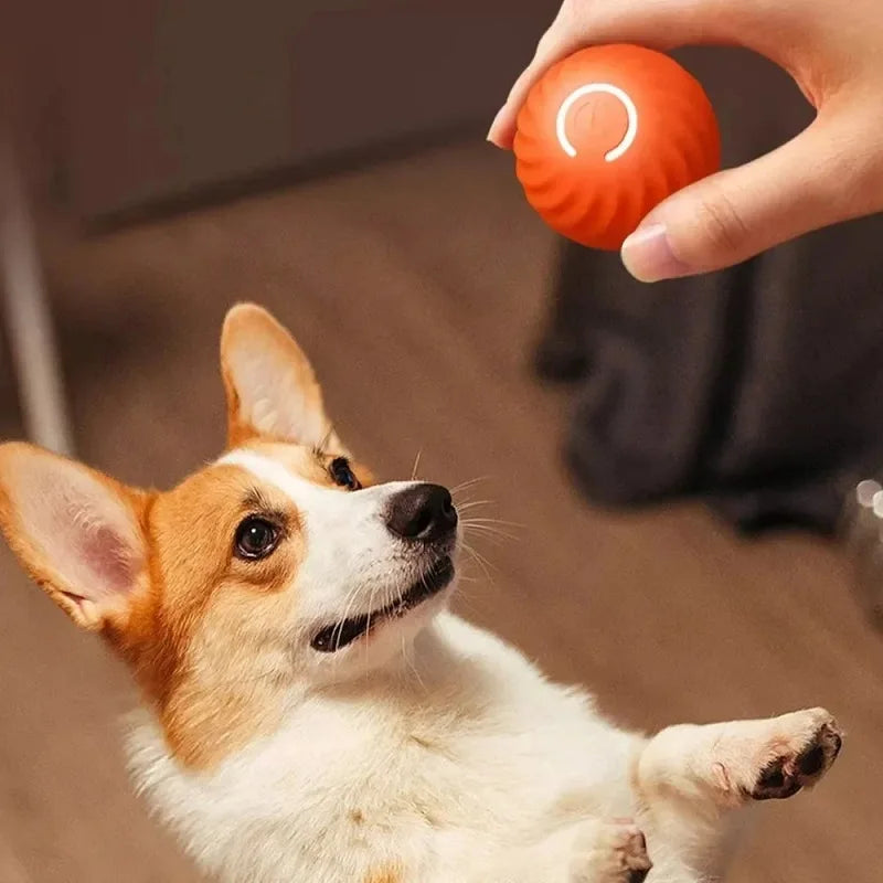 PawMotion™ – An interactive toy that rolls and stimulates your pet’s hunting instinct